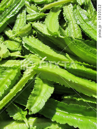 うりずん豆(シカクマメ) うりずん豆(シカクマメ) 1910112