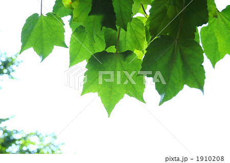 枝垂れる蔦 1910208