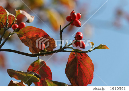 ハナミズキの紅葉と赤い実 ハナミズキの紅葉と赤い実 1910591