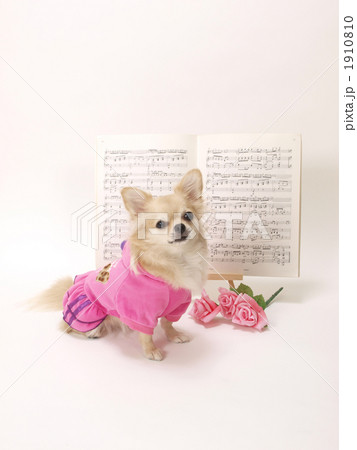 チワワと譜面とピンクの花 チワワと譜面とピンクの花 1910810