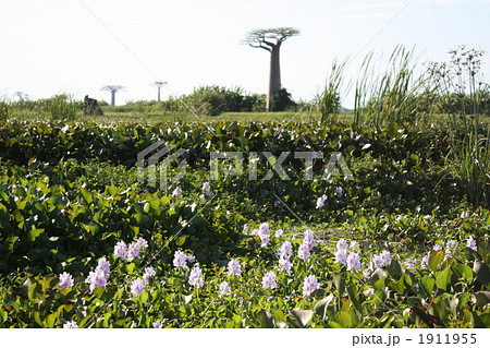 バオバブ 1911955