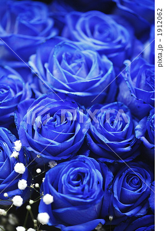 青いバラ ブルーローズ 薔薇の写真素材