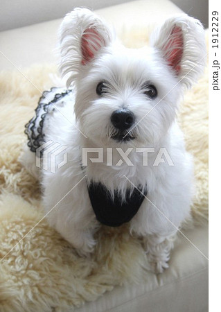 ウェスティ ウェスティ 1912229