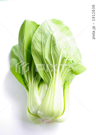 青梗菜 1912636