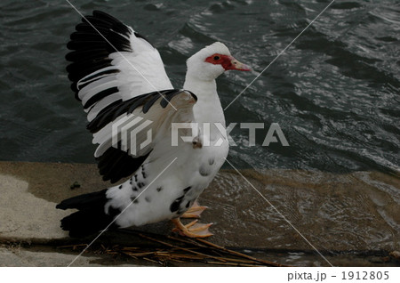 バリケン 1912805