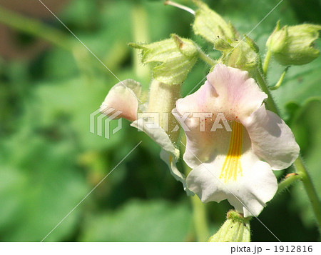 ツノゴマの花 1912816