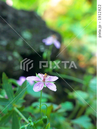 タチフウロの花 タチフウロの花 1912822