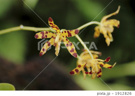 アンセリア　アフリカーナ 1912826