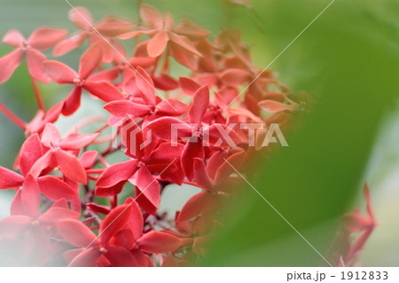 イクソラ 1912833