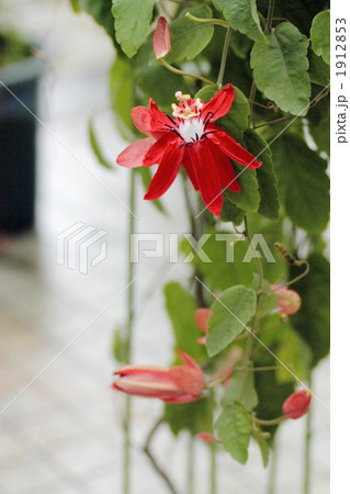 パッシフローラ　クワドリフォリオ 1912853