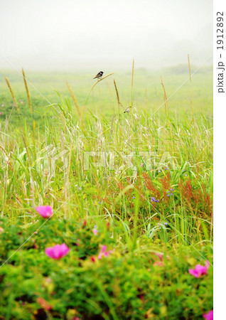 湿原の初夏 1912892