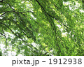 新緑のもみじ 1912938