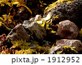 1912952