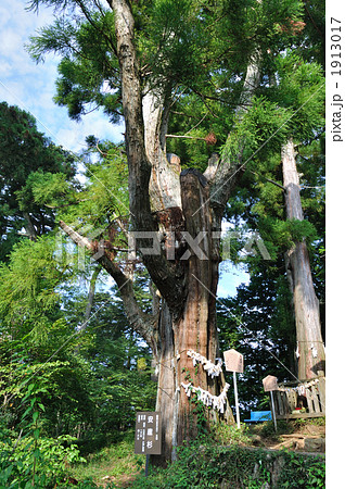 御岳山 安産杉 御岳山 安産杉 1913017