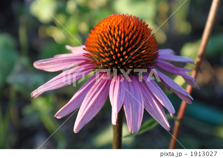 エキナセアの花 1913027
