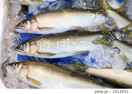 鮮魚店に並んだアユ 鮮魚店に並んだアユ 1913052