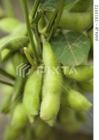 枝豆畑 1913072