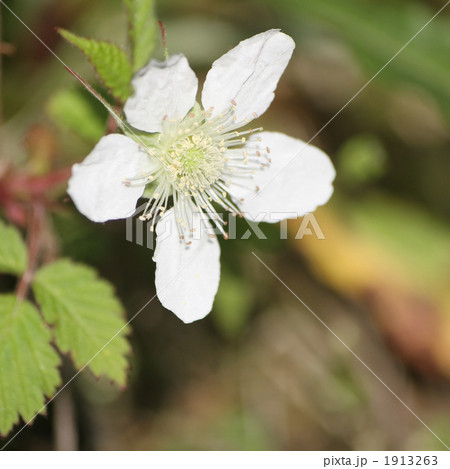 クサイチゴ 1913263