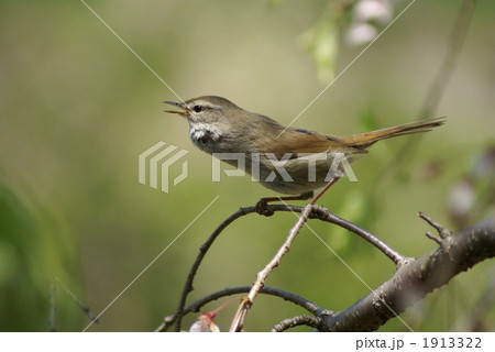 鶯です　春です　ケキョ　ケキョ 1913322