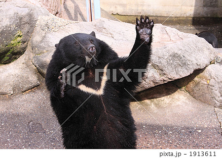 おーい!こっちだよ おーい!こっちだよ 1913611