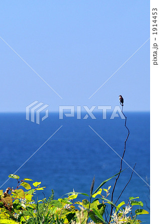 夏の日本海 夏の日本海 1914453