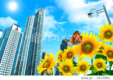 ひまわり畑_k_52158 1914862