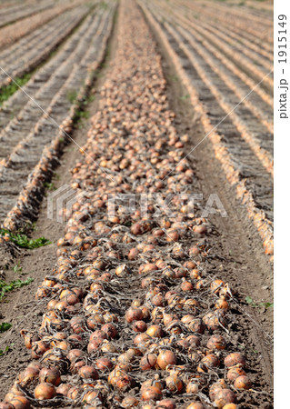 玉葱の収穫 1915149