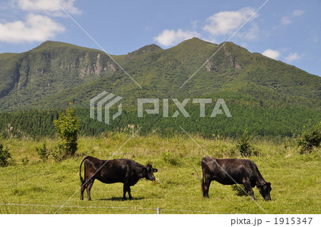 豊後牛 豊後牛 1915347