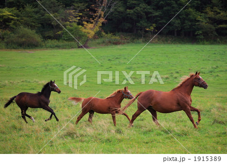 サラブレッドの親子 1915389