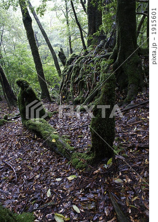 向かい合う 1915601