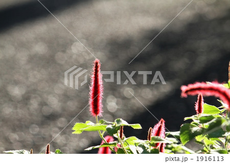 キャットテール キャットテール 1916113