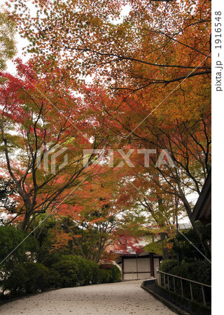 坂本龍馬 維新への道(紅葉) 坂本龍馬 維新への道(紅葉) 1916548