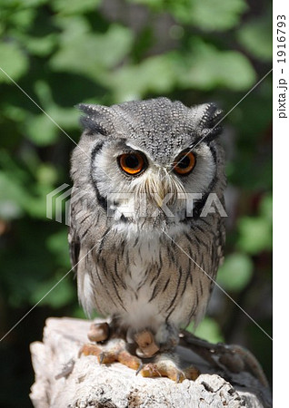 フクロウ フクロウ 1916793