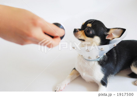 病気の犬 病気の犬 1917500