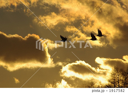 黄金色の空 1917582