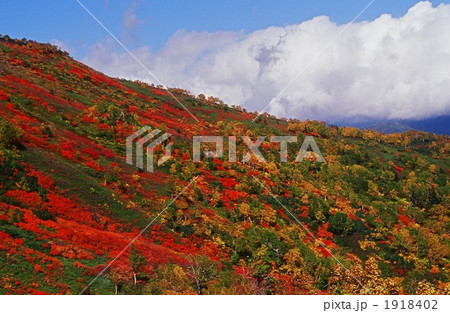 燃ゆる山肌 1918402