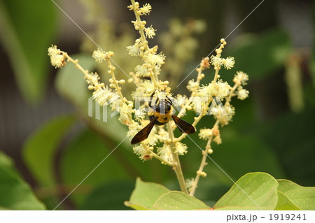 クマンバチ クマバチ 蜜取り クマンバチ クマバチ 蜜取り 1919241