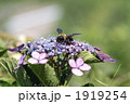 クマンバチ　クマバチ　紫陽花　蜜取り 1919254
