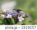 クマンバチ　クマバチ　紫陽花　蜜取り２ 1919257