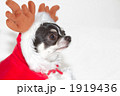 サンタ犬5 1919436
