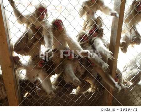 猿の王国 1919771