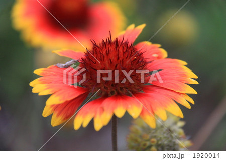 天人菊 1920014