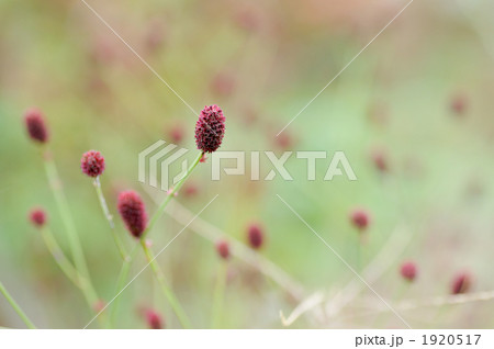 ワレモコウ 1920517