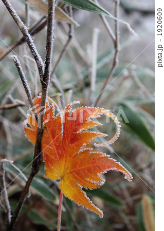 霧氷の楓 1920609