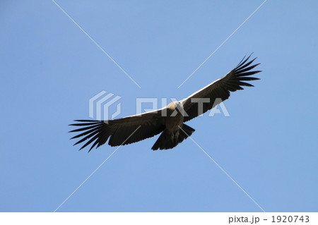 コンドル 1920743