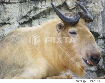 ゴールデンターキン ゴールデンターキン 1921612