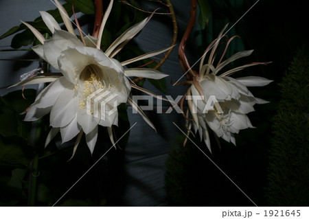 月下美人 1921645