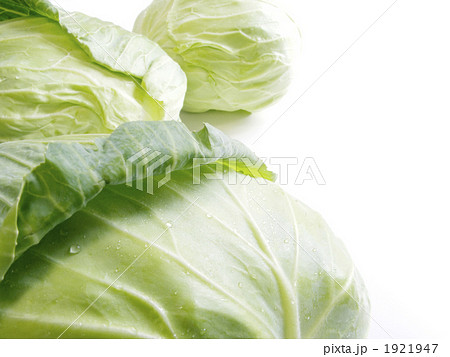 キャベツのコピースペース 1921947