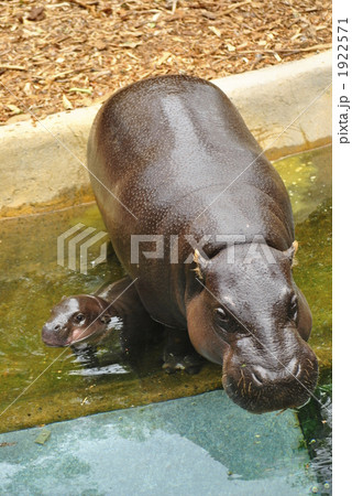 トロンガ動物園のコビトカバ ピグミーヒッポー の親子の写真素材