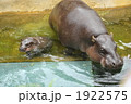 トロンガ動物園のコビトカバ（ピグミーヒッポー）の親子 1922575